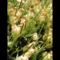 Cytise herisson - Erinacea Anthyllis (fam. Papilionacees) (02)